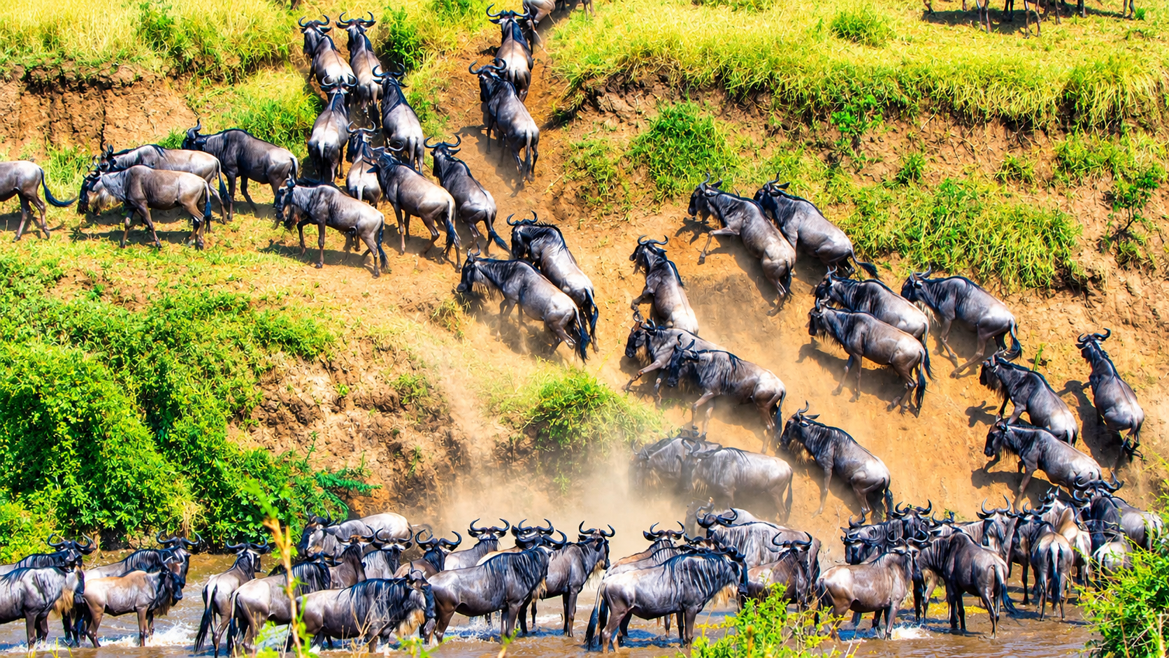 Maasai Mara Migration