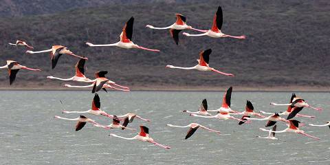 4-Day Heartbeat of Savannah and Flamingo Paradise Tour
