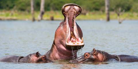 6-Day From Savannah to Snow Peak-Kenya Safari Journey