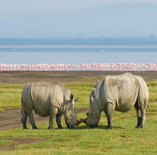 4 Days Mara & Nakuru Budget Safari From