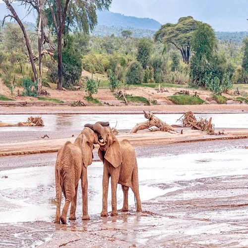 Destinations-Samburu-Elephants