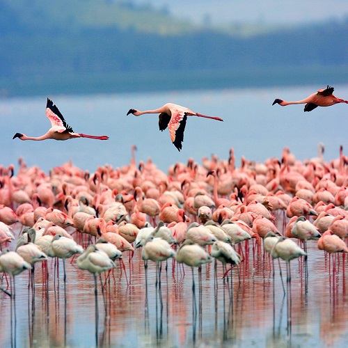 Lake-Nakuru-National-Park