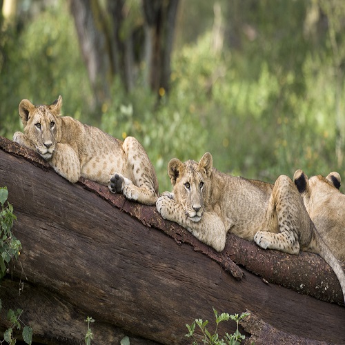 Lake-Nakuru-National-Park-lions-on-tree