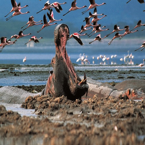 Lake nakuru national park