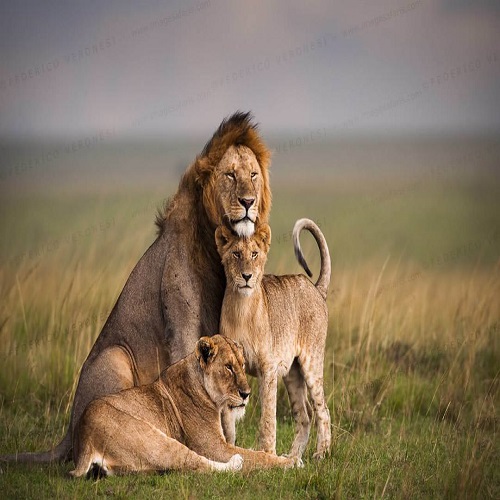 Lions-in-Maasai-mara