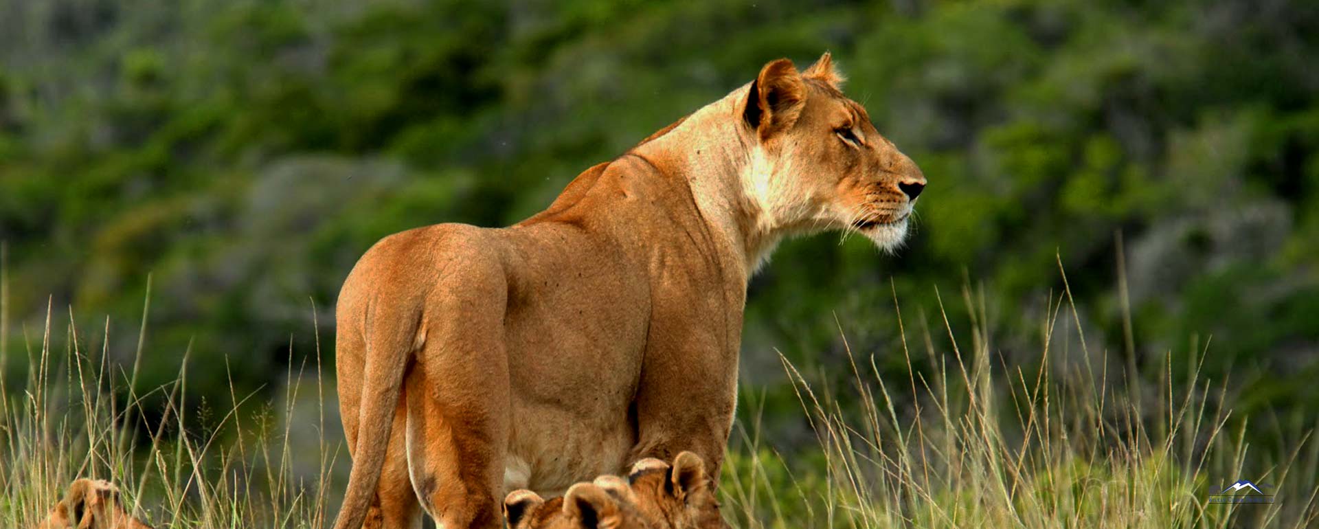 Tsavo-West-National-Park