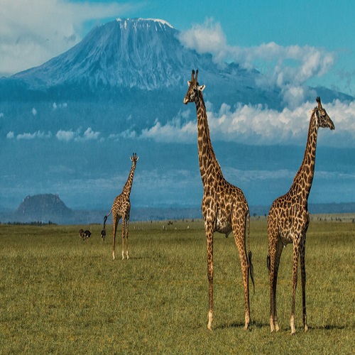 amboseli-safari