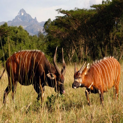 samburu-national-reserve (1)