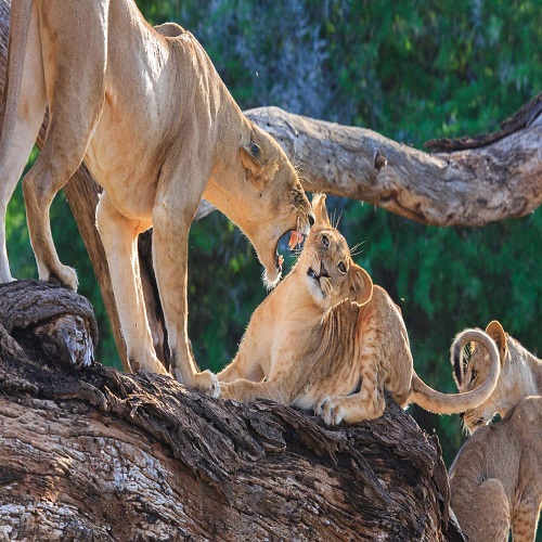 samburu-national-reserve-3